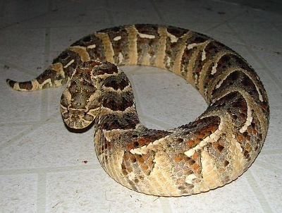 BITIS ARIETANS.jpg